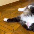 【元気✨】のんびりしり、遊んだり、自由気ままなもふ猫たち❤︎ノルウェージャンフォレストキャットとターキッシュアンゴラ