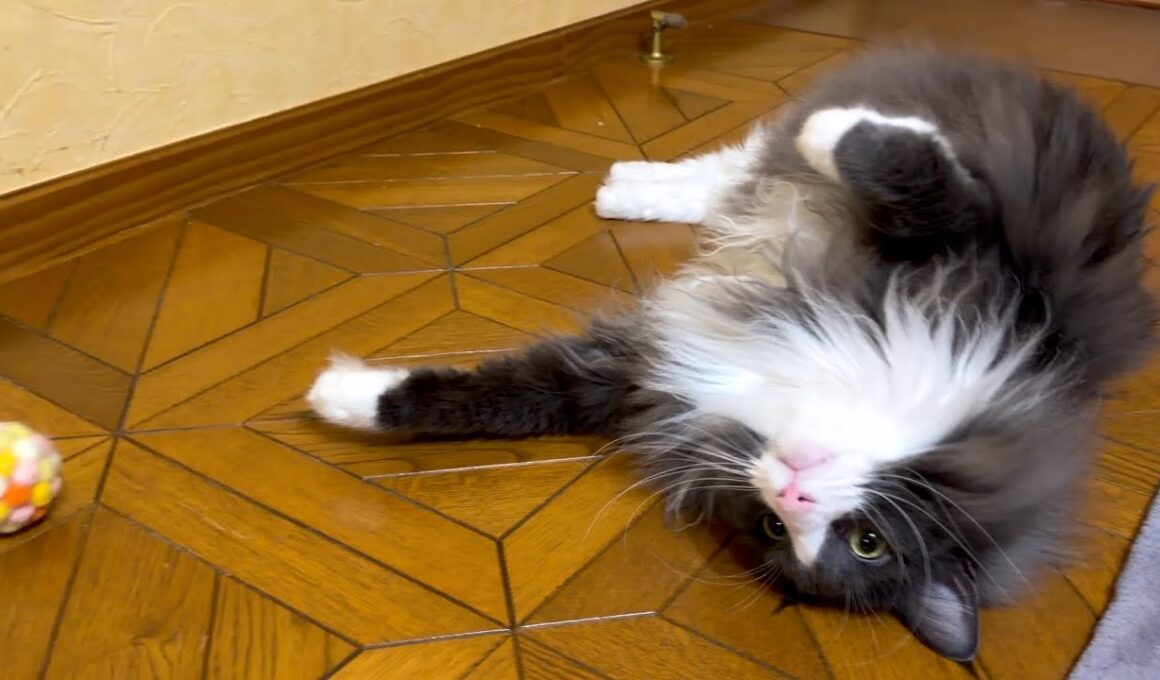 【元気✨】のんびりしり、遊んだり、自由気ままなもふ猫たち❤︎ノルウェージャンフォレストキャットとターキッシュアンゴラ