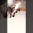 捨てられていたシャム猫…家族になった幸くんの現在 #保護猫 #猫 #cat