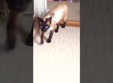 捨てられていたシャム猫…家族になった幸くんの現在 #保護猫 #猫 #cat