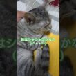愛娘を愛でてみる🐈️#shorts #cat #スフィンクス猫 #猫 #ねこ #ネコ #時雨
