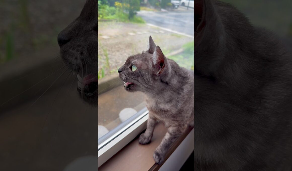 【猫と暮らす６🫶🏻】最近の猫バカ動画を集めてみました❤️いつもご視聴いただきありがとうございます😻#egyptianmaucat #エジプシャンマウ #猫のいる風景 #shorts #cat