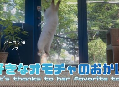 バーマン猫ラフ【好きなオモチャのおかげ】It's thanks to her favorite toy（バーマン猫）Birman/Cat
