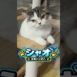 8kg超えの巨大メインクーン兄弟と暮らしています。🐾 #メインクーン #猫