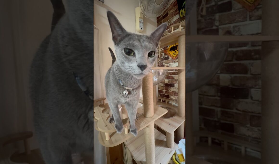 猫アレルギーと新しい仔猫の生活340日目『おいで』#shorts #ロシアンブルー #猫