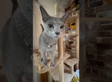 猫アレルギーと新しい仔猫の生活340日目『おいで』#shorts #ロシアンブルー #猫