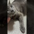 20260821 #shorts #cat #ロシアンブルー #猫