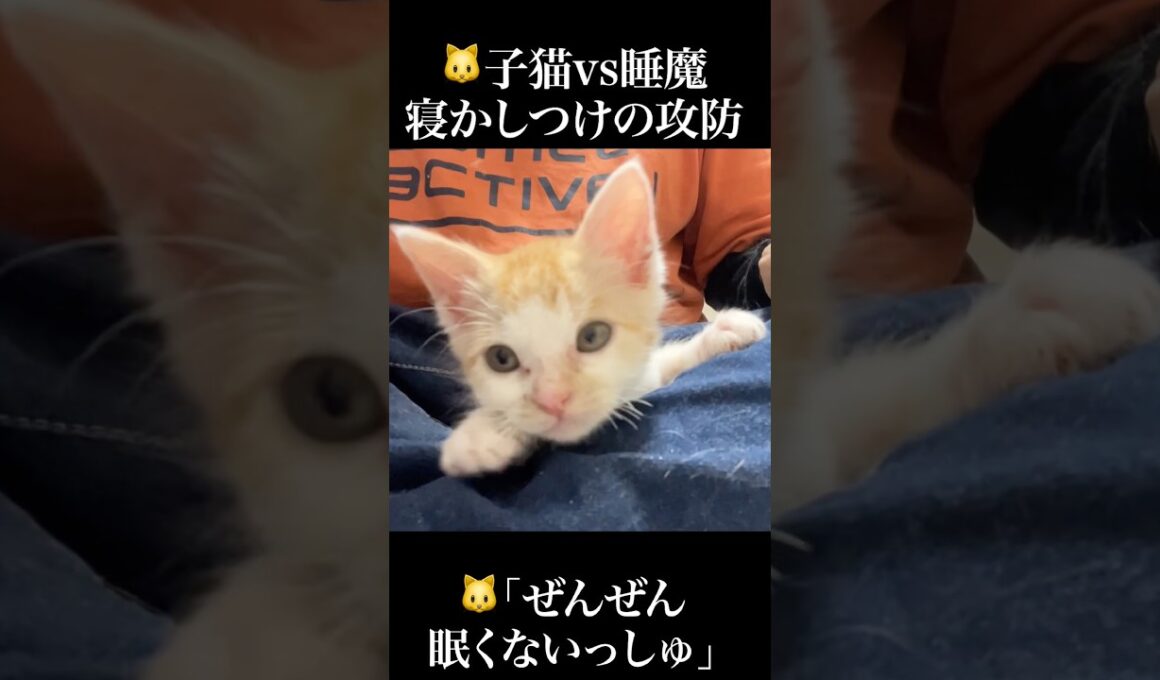 🐱子猫vs睡魔、寝かしつけ際の攻防💤   #cat #kitten #猫 #子猫 #ねこ #こねこ #保護猫  #shorts  #猫のいる暮らし
