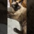 シャム猫のふくさん【たぬき猫】 #cat #しゃむねこ #猫のいる生活 暮らし #猫好きさんと繋がりたい #ねこ #cutecat #cat