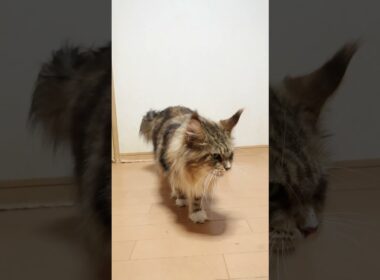 格安譲渡ブラウンのメインクーン寿恵子さん