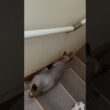 ママと歩幅合わせてご飯へ向かう猫スルタン【スフィンクス】