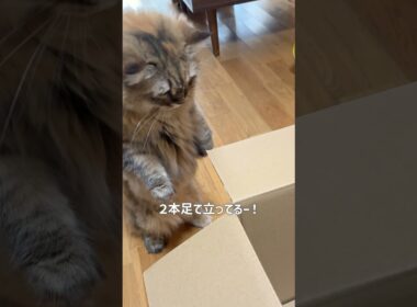 猫が立ったり入ったり【サイベリアン・多頭飼い】  #shorts #サイベリアン #猫 #整理