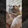 【ロシアンブルー】めろんいつも通りのルーティンですね☺️【猫】#shorts