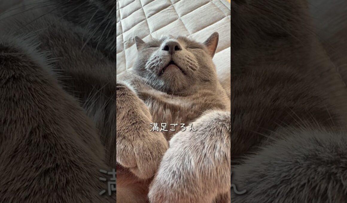 【ロシアンブルー】めろんいつも通りのルーティンですね☺️【猫】#shorts