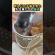 新入りの子猫を見た先住猫たちの反応