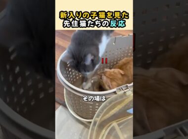 新入りの子猫を見た先住猫たちの反応