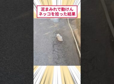 泥まみれで動けんネッコを拾った結果 #2ch動物スレ #猫動画 #猫のいる暮らし