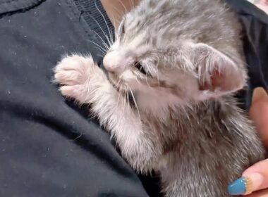 【保護子猫】ちびちびちゃんがお空へと旅立ちました