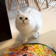 引越し後、騒音にビビるペルシャ猫