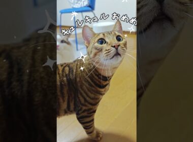 どこからでも乱入してくるトイガー｜トイガー&ラグドール　#トイガー #ラグドール #catshorts　#猫のいる暮らし #catfunny #大型猫