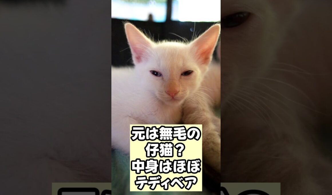 【衝撃❗️】ラパーマをお迎えすると毎日こうなります… #shorts #猫 #ラパーマ