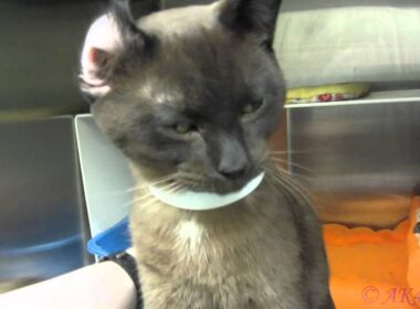 Andes the Lover - Adopted!