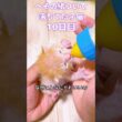 【今日のぼくちゃん】猫狂の歌〈ほぼ独唱〉