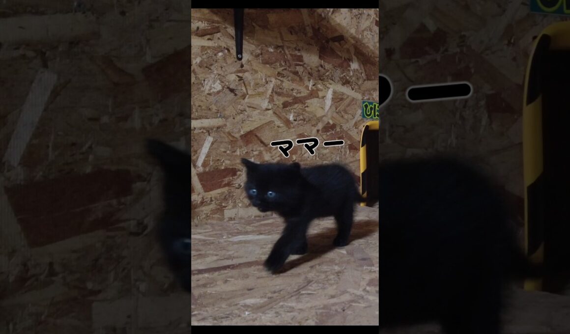 お母さんを必死に呼ぶ子猫