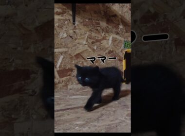 お母さんを必死に呼ぶ子猫