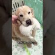 母猫を休ませるために子猫のベビーシッターをするゴールデンレトリバー