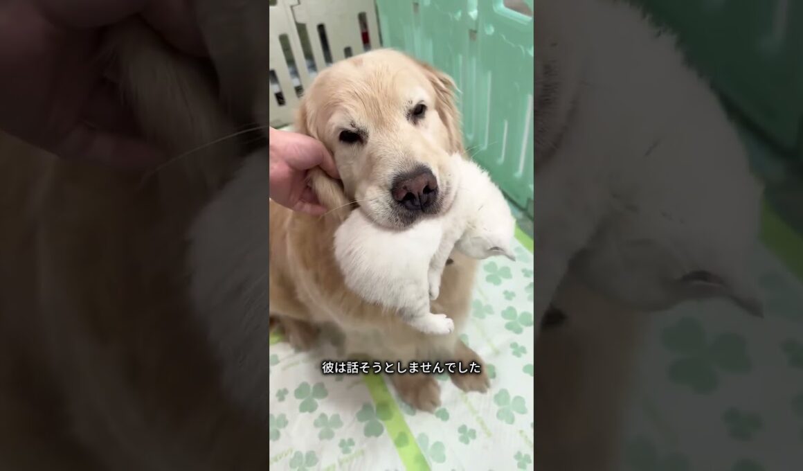 母猫を休ませるために子猫のベビーシッターをするゴールデンレトリバー