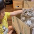 甘え上手な猫とそれを見つめる猫　ラガマフィン　サイベリアンA cat that knows how to be affectionate, and another cat watching it.
