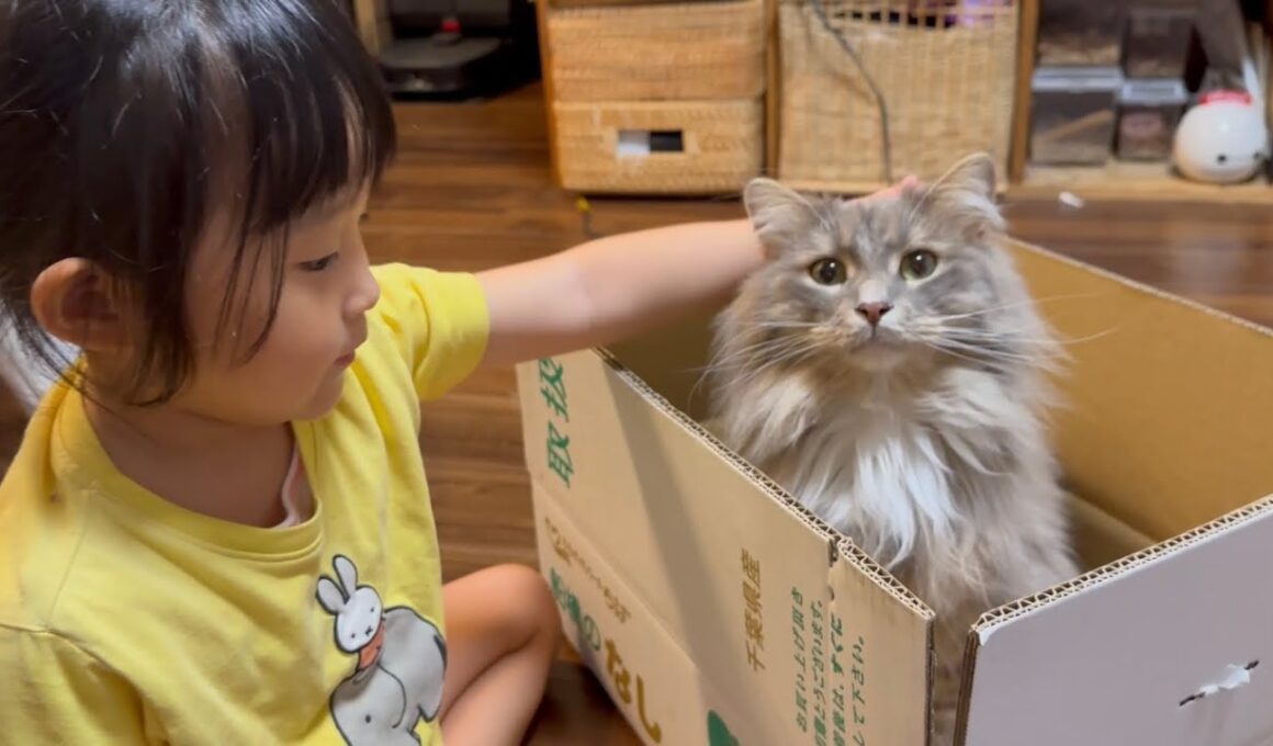 甘え上手な猫とそれを見つめる猫　ラガマフィン　サイベリアンA cat that knows how to be affectionate, and another cat watching it.