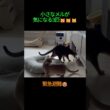 小さな新入りにビビる先輩猫たち😂🐱
