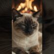 【癒し】暖炉の前でふみふみするシャム猫🐱