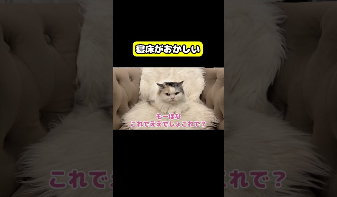 寝床がおかしい　#猫 #おもしろ #アテレコ #ニャンチューバーつくし