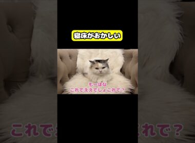 寝床がおかしい　#猫 #おもしろ #アテレコ #ニャンチューバーつくし