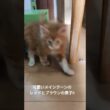可愛いメインクーンのレッドとブラウンの男子‼️