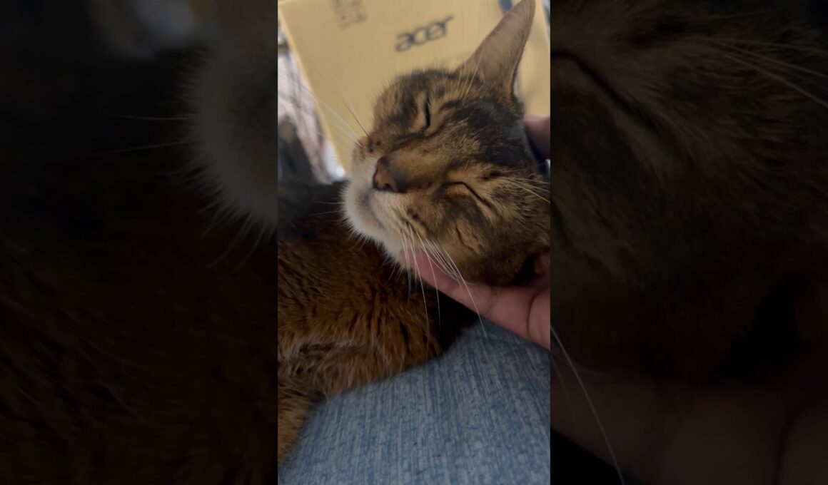 ナデナデねこちゃん　#cat #アビシニアン