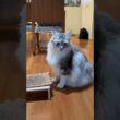 ごはんを待つ大型猫・少年と大型猫の夏休み#shorts