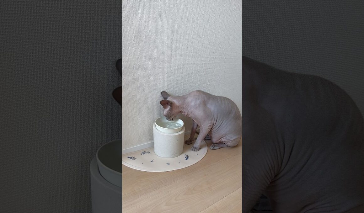 マザコン猫スルタン水を飲む【スフィンクス】