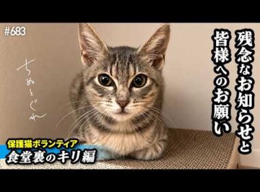 保護子猫キリについて残念なお知らせがあります【保護猫ボランティア・食堂裏のキリ編１０】／ #猫 #保護猫 #子猫