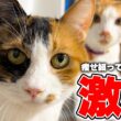 病気で痩せ細ってしまった猫が、たった1週間で体重が信じられないことになりました…！！
