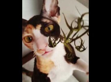 Cornish Rex Harmony, so cute