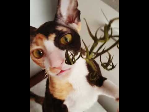 Cornish Rex Harmony, so cute
