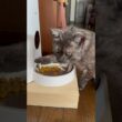 【ホジホジするとカリカリ出てくるにゃん】時々ホジホジして、フレッシュなカリカリを混ぜてうまうま🤣#egyptianmaucat #エジプシャンマウ #自動給餌器 # #cat