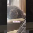 おはよう #ねこ動画 #アメリカンカール #猫のいる暮らし