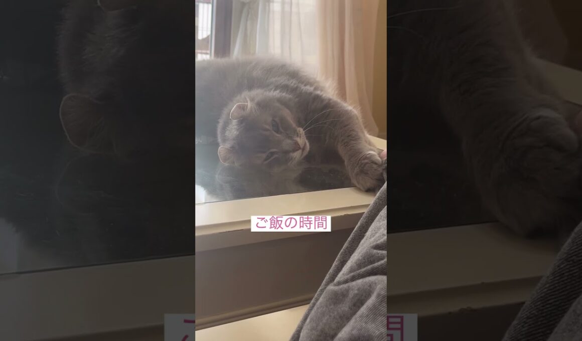 おはよう #ねこ動画 #アメリカンカール #猫のいる暮らし