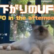 バーマン猫ラフとウリ【昼下がりのUFO】UFO in the afternoon（バーマン猫）Birman/Cat