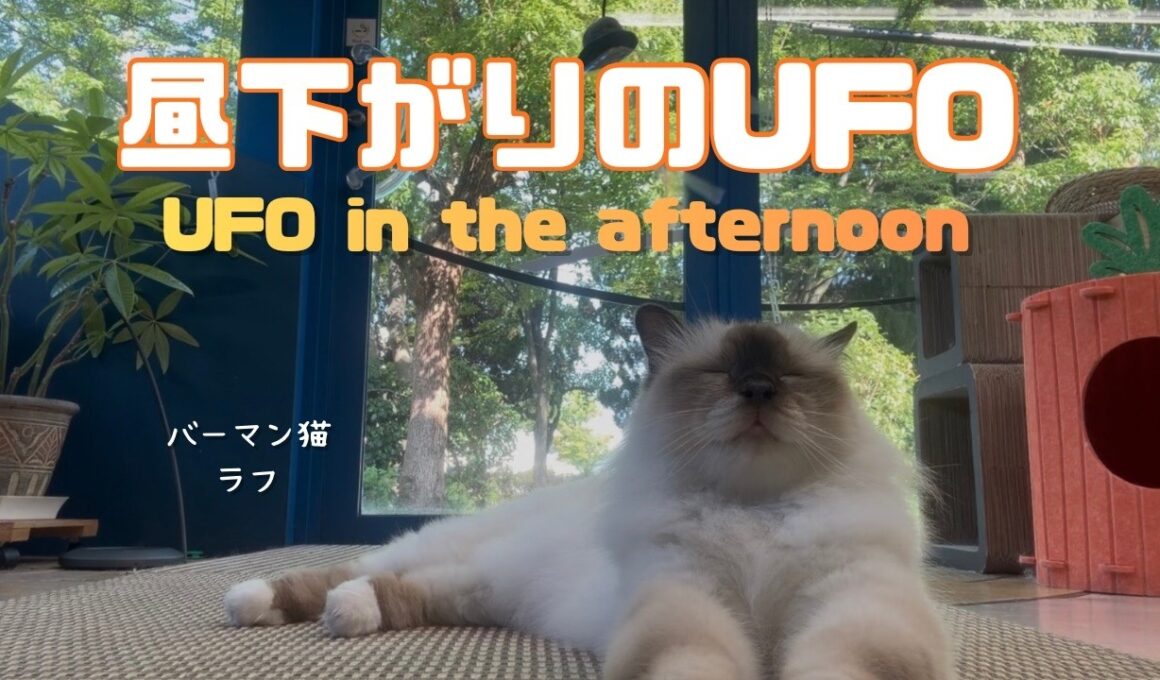バーマン猫ラフとウリ【昼下がりのUFO】UFO in the afternoon（バーマン猫）Birman/Cat